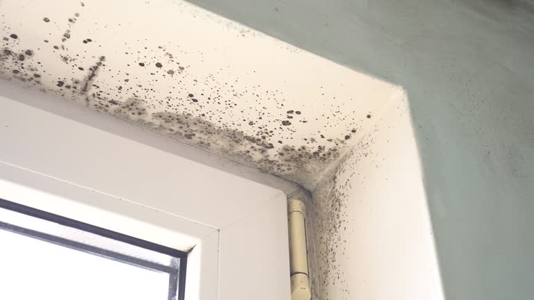 Mold Odor Removal Services in Medina, TX